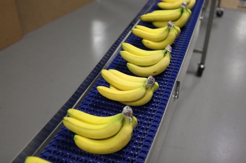 塑料模块化带式输送机运输香蕉。